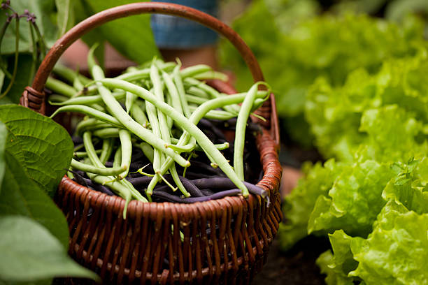 String beans in a basket surrounded by other lettuce Woman - just feet to be seen - harvesting green string beans in her garden, FOCUS ON THE BASKET runner bean stock pictures, royalty-free photos & images