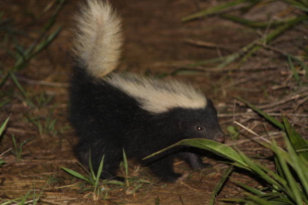 Malaysia skunk in Small Handmade