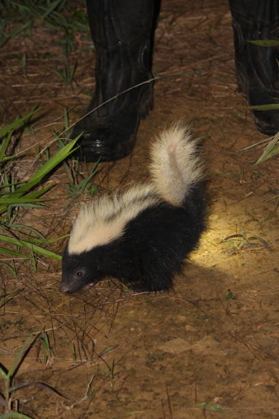Malaysia skunk in Facts About