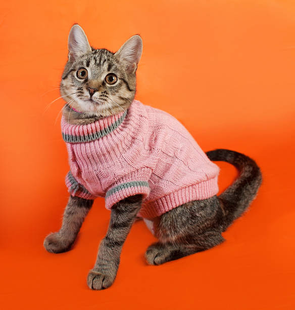 Cat Sweater Stock Photos, Pictures & Royalty-Free Images - iStock