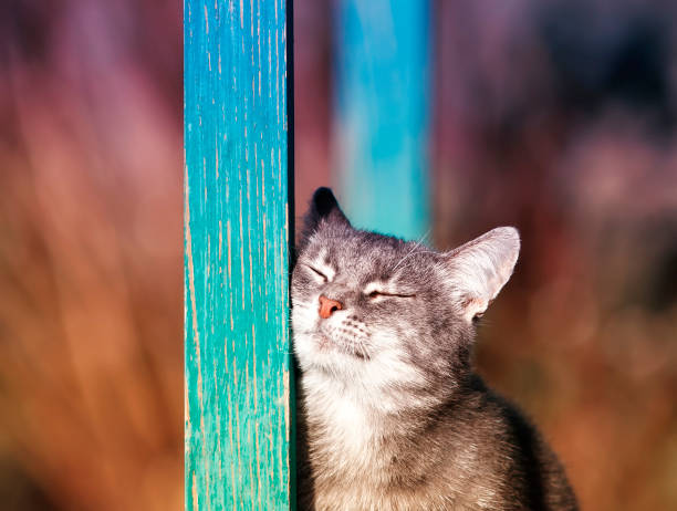 striped kitten rubs against a wooden beam in the yard in the Sunny spring garden closing his eyes with pleasure cute striped kitten rubs against a wooden wall a beam in the yard in the Sunny spring garden eyes closed with pleasure rubbing stock pictures, royalty-free photos & images