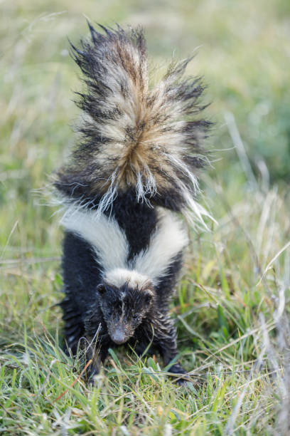 striped skunk in defensive spraying posture picture