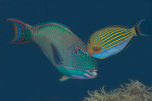Striped surgeonfish, bicolor parrotfish stock photo