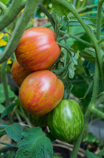 Striped variety of tomatoes. Ripe and unripe tomatoes on a bush stock photo