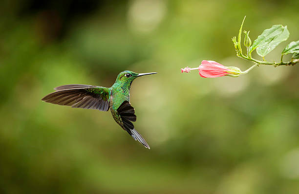 striped-tailed hummingbird - kolibri bildbanksfoton och bilder