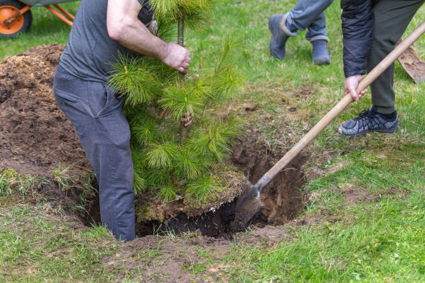 Strong Caucasian man plants a cedar tree. Dig the ground with a shovel. Planting plants. Coniferous seedlings. Ecology, nature conservation Strong Caucasian man plants a cedar tree. Dig the ground with a shovel. Planting plants. Coniferous seedlings. Ecology, nature conservation, forest restoration. Teamwork. Christmas tree. afforestation stock pictures, royalty-free photos & images