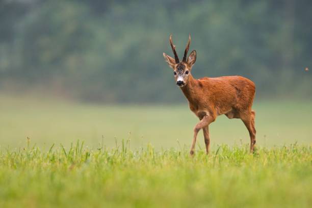 Strong roe deer buck with great antlers walking stock photo