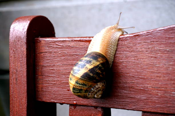 Strong snail stock photo