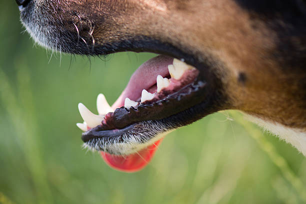 Strong teeth, dog dental hygiene stock photo