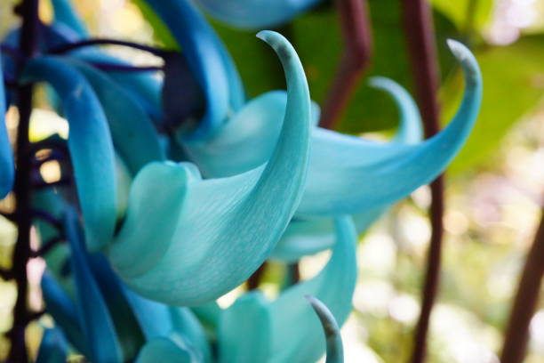 Vine of Jade (Strongylodon macrobotrys)