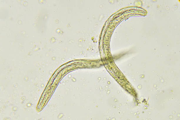 Strongyloides stercoralis Strongyloides stercoralis (threadworm) in stool, analyze by microscope nematode worm stock pictures, royalty-free photos & images