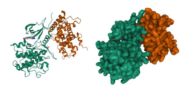 Structure of cyclin-dependent kinase CDK9 (green) in complex with cyclin T (brown) and a 2-amino-4-heteroaryl-pyrimidine inhibitor. stock photo