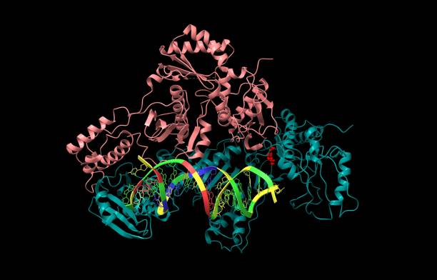 Structure of HIV-1 reverse transcriptase in complex with RNA/DNA and Nevirapine (red) stock photo