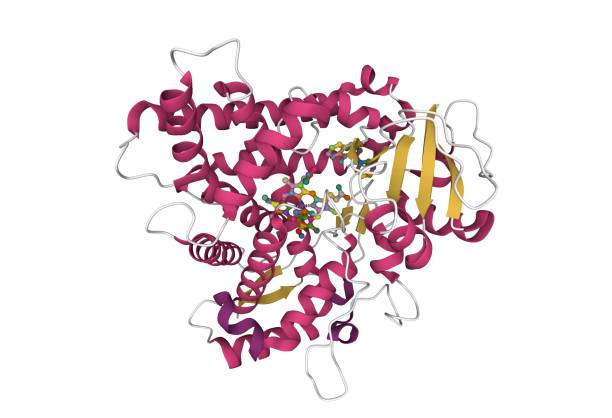 Structure of human cytochrome P450 CYP2C9 with heme and warfarin bound stock photo