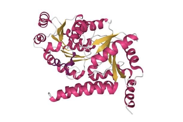 Structure of human RECQL5 helicase APO form stock photo