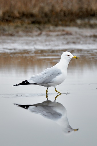 A Ring-billed Gull struts along in a mud flat with its reflection in the water surface