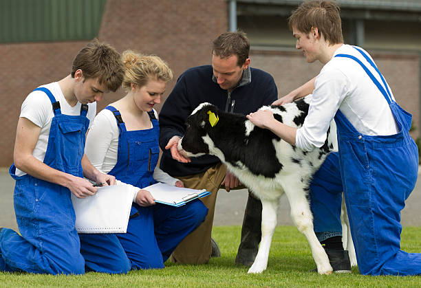 Student learn about cows from an experienced instructor. Farmer and apprenticeIf you want more images with a trainee please click here. vet school stock pictures, royalty-free photos & images