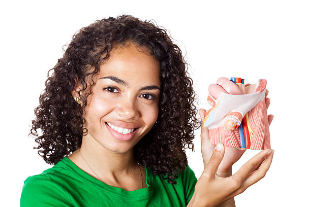 Student with inguinal hernia model "Young, attractive female student holding anatomical model that shows the anatomical structures of a male groin with an indirect inguinal hernia, opened in layers.  Studio Shot, White background." hernia inguinal stock pictures, royalty-free photos & images