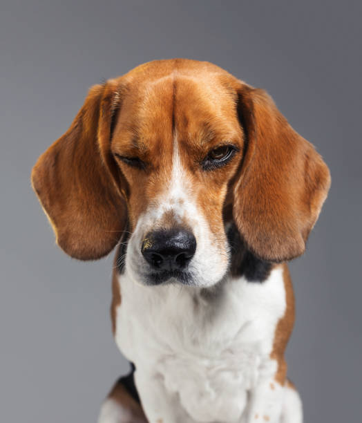 Studio portrait of Beagle dog with human expression looking grumpy Studio portrait of a purebred Beagle dog. Pet animal is making a face with negative expression. Dog is disappointed against gray background. Vertical studio photography from a DSLR camera. Sharp focus on eyes. beagle puppies stock pictures, royalty-free photos & images