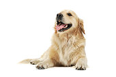 Studio shot of an adorable Golden retriever lying and looking satisfied - isolated on white background.