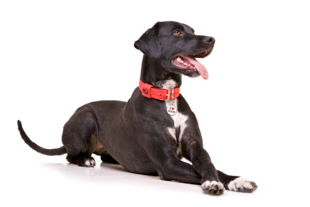 Studio shot of an adorable mixed breed dog Studio shot of an adorable mixed breed dog lying on white background. pet collar stock pictures, royalty-free photos & images