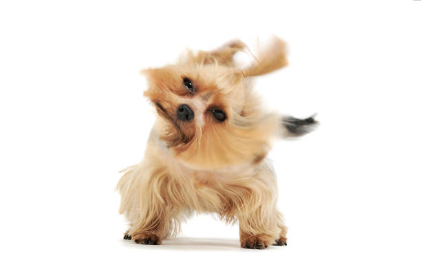 Studio shot of an adorable Yorkshire Terrier looking funny with ponytail Studio shot of an adorable Yorkshire Terrier looking funny with ponytail - isolated on white background. yorkie haircuts stock pictures, royalty-free photos & images