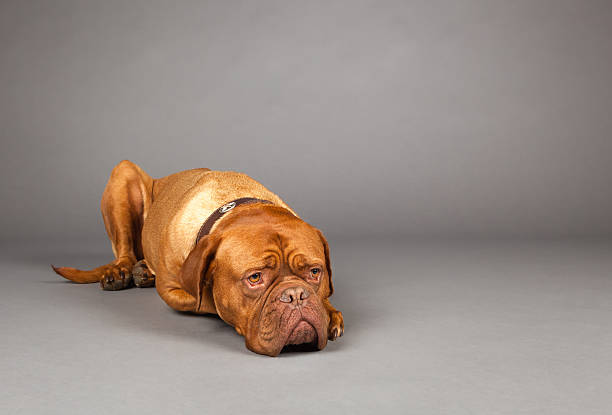 Studio Shot of  Dogue de Bordeaux in Collar Lying Down stock photo