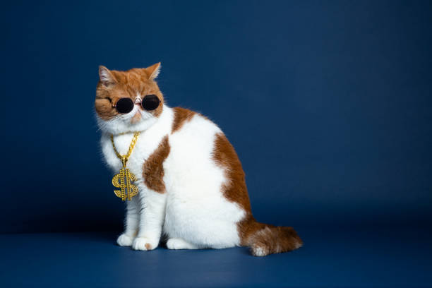 Studio Shot of Garfield Cat stock photo