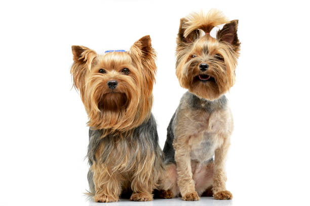 Studio shot of two adorable Yorkshire Terrier Studio shot of two adorable Yorkshire Terrier sitting on white background. yorkie haircuts stock pictures, royalty-free photos & images