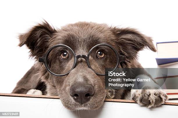 Studious Pup