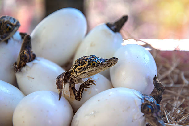 stuff of little baby crocodiles are hatching from eggs - aligator bildbanksfoton och bilder