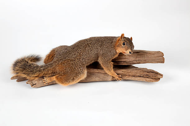 Stuffed and Mounted Squirrel A stuffed and mounted squirrel on a white background. dead squirrel stock pictures, royalty-free photos & images