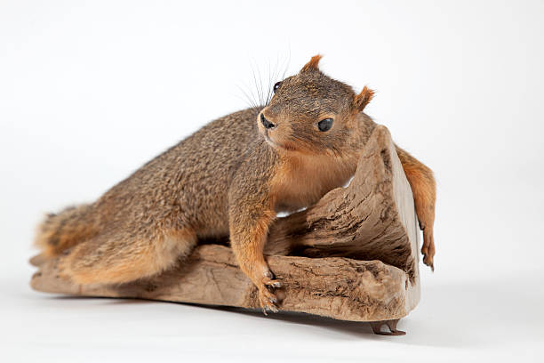 Stuffed Squirrel A stuffed and mounted squirrel on a white background. dead squirrel stock pictures, royalty-free photos & images