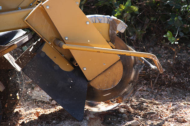 Stump Grinder  tree stump grinding stock pictures, royalty-free photos & images
