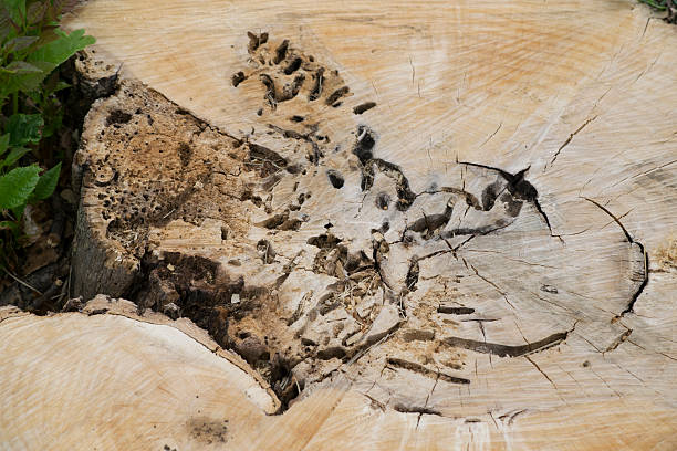 Stump of an ash tree, cut down because of bug damage Holes and bark damage on the stump of a removed ash tree, which was damaged by the invasive insect, the emerald ash borer emerald ash borer stock pictures, royalty-free photos & images