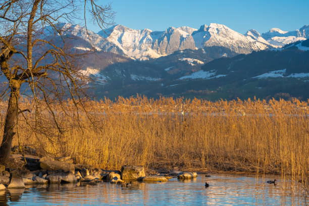 Stunning alpine landscapes along the shores of the Upper Zurich Lake with the iconic Santis peak in the background, Rapperswil-Jona, St. Gallen, Switzerland stock photo