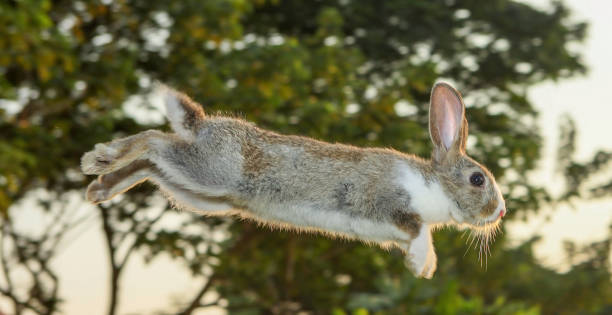 fantastisk söt brun-vit kanin hoppar hoppa hoppande i trädgården. - bunny jumping bildbanksfoton och bilder