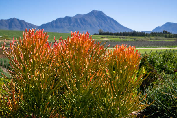 A stunning orange aloe in a field in the Western Cape. stock photo
