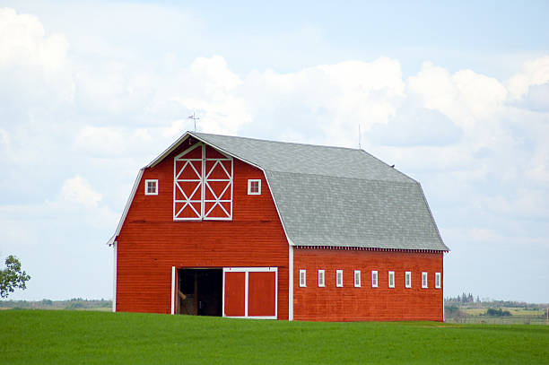 Stunning Red Barn in Green Field - Grain Crop stock photo
