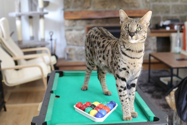 Stunning Savannah cat with black nose with pool table stock photo