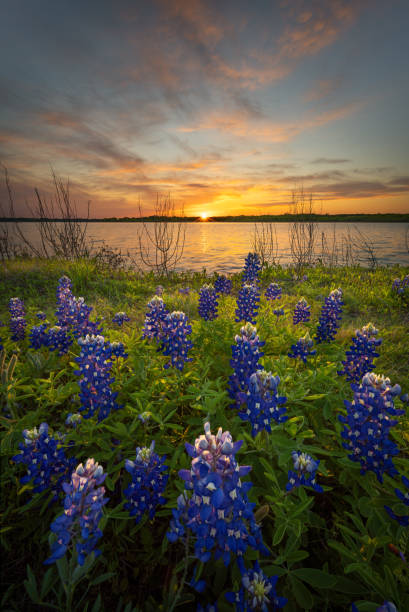 Stunning Sunset Over Bluebonnets and Lake Bardwell in North Texas stock photo