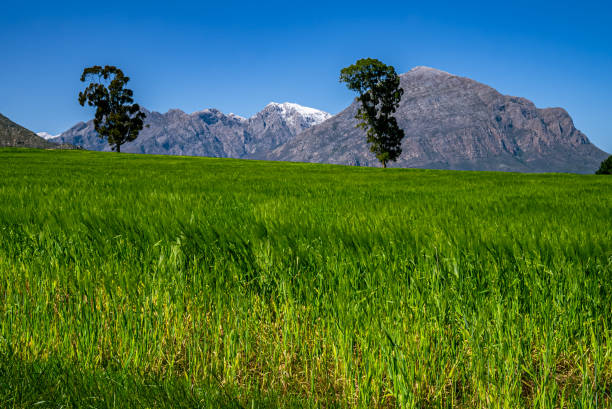 A stunning view over green cultivated fields to a  snow-capped mountain. stock photo
