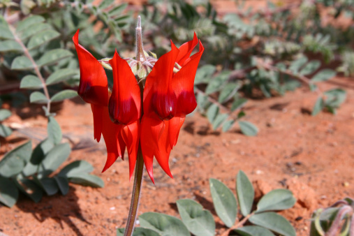 Sturt Desert Pea in Desert Floral Emblem of South Australia - Swainsona FormosaFor more Desert & Outback images please visit the lightbox below