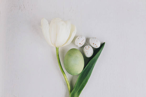 Stylish Easter egg and tulip flat lay on rustic white wood, space for text. Happy Easter! Natural dyed green egg and spring flower composition, minimal layout. Greeting card stock photo