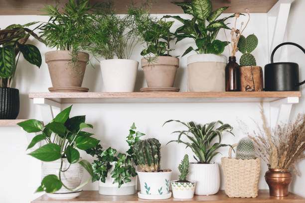 Stylish wooden shelves with green plants and black watering can. Modern hipster room decor. Cactus, pothos, asparagus, calathea, peperomia,dieffenbachia, dracaena, ivy, palm in pots on shelf stock photo