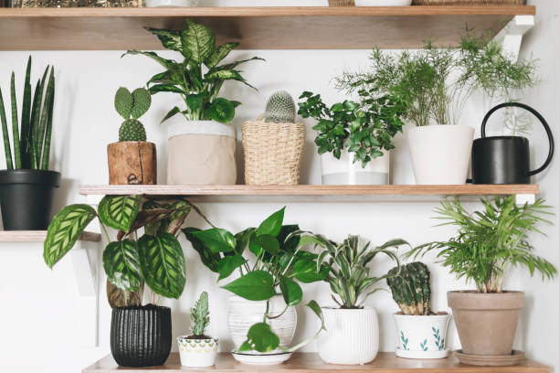 Stylish wooden shelves with green plants and black watering can. Modern room decor. Cactus, dieffenbachia, asparagus, epipremnum, calathea,dracaena,ivy, palm,sansevieria in pots on shelf stock photo
