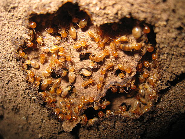 Subterranean termites Colony of subterranean termites build nest beneath the tree trunk. swarm of insects stock pictures, royalty-free photos & images