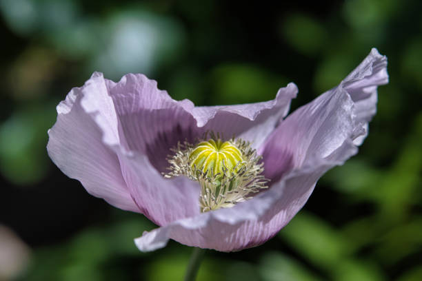 Subtle Lilac and Purple Breadseed Poppy Flower in the wind on a green spring garden. Gentle movements in the spring breeze. Opium Poppy (Papaver Somniferum) stock photo