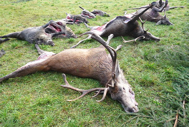 successful hunting - deer dead bildbanksfoton och bilder