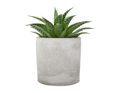 Succulent pant in cement pot isolated on white (excluding the shadow)